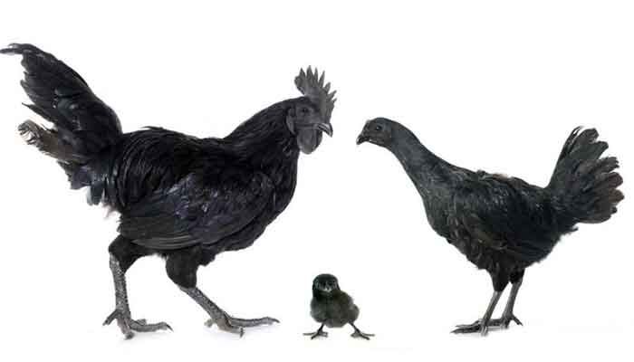 KADAKNATH-EGGS AND BIRD